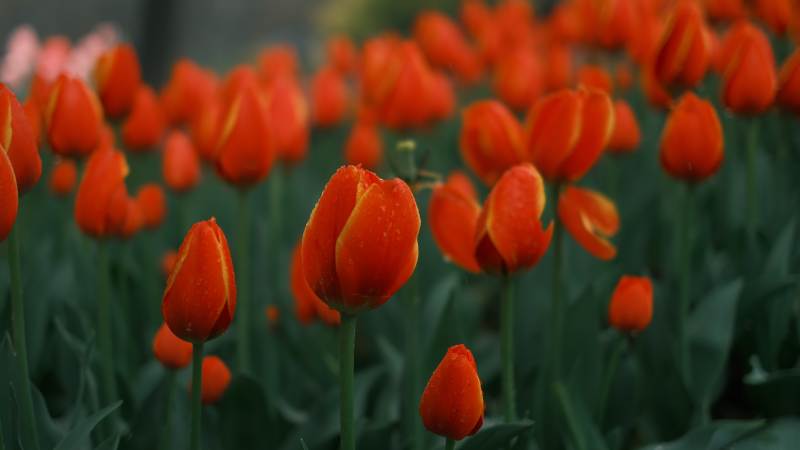 橙色郁金香綻放