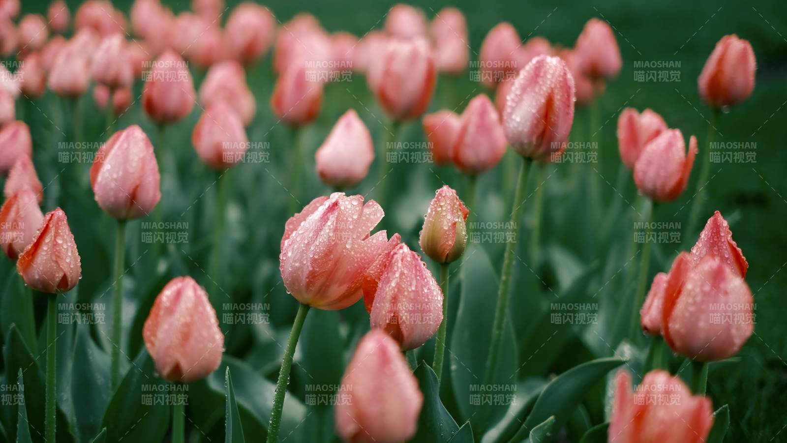 粉红郁金香绽放