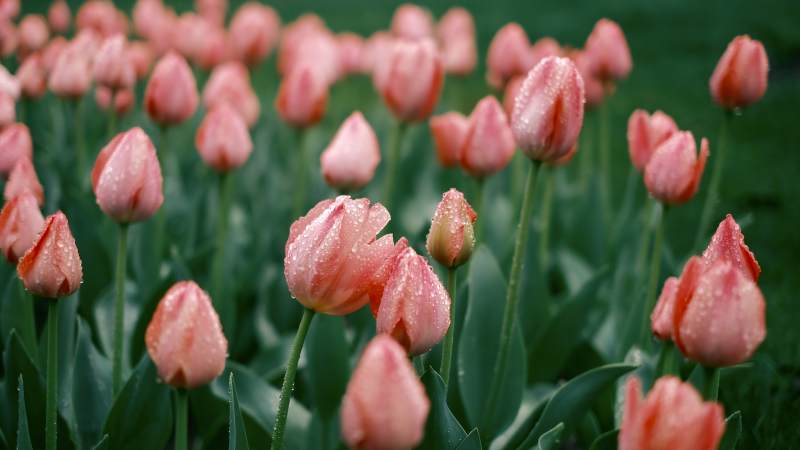 粉红郁金香绽放