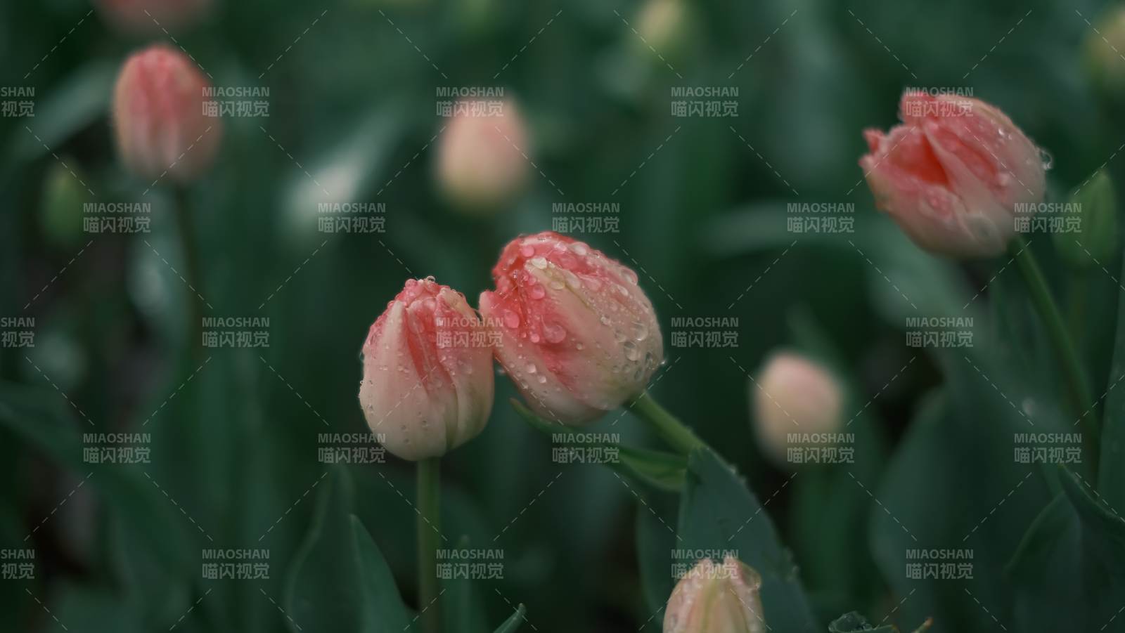 雨后含苞待放的郁金香