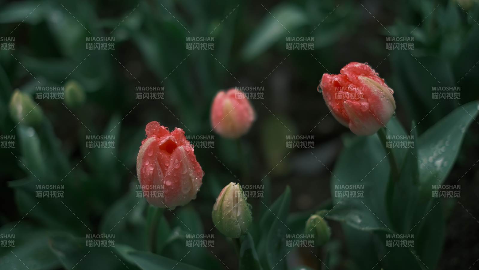 雨后綻放的郁金香