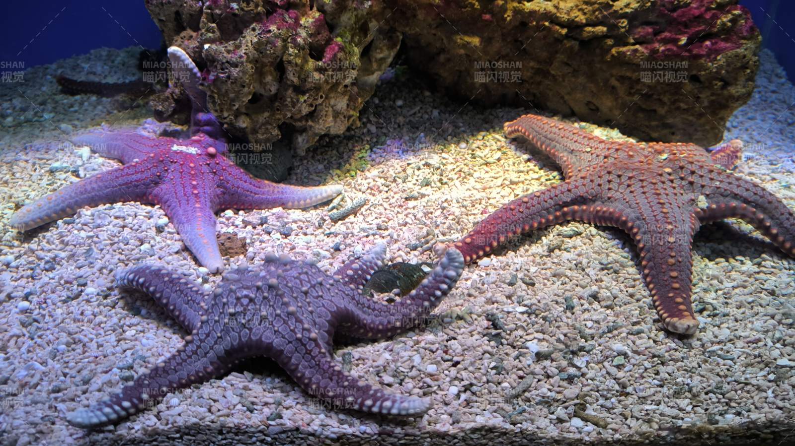 海星栖息海底沙地