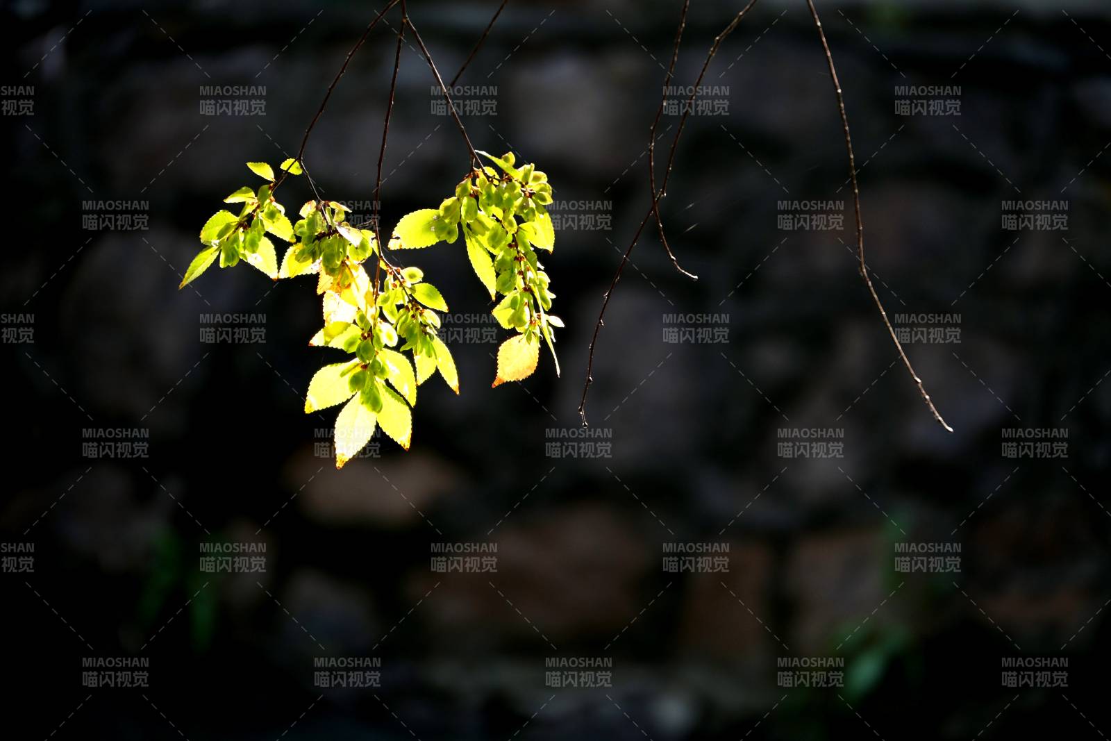 嫩叶初绽春意浓