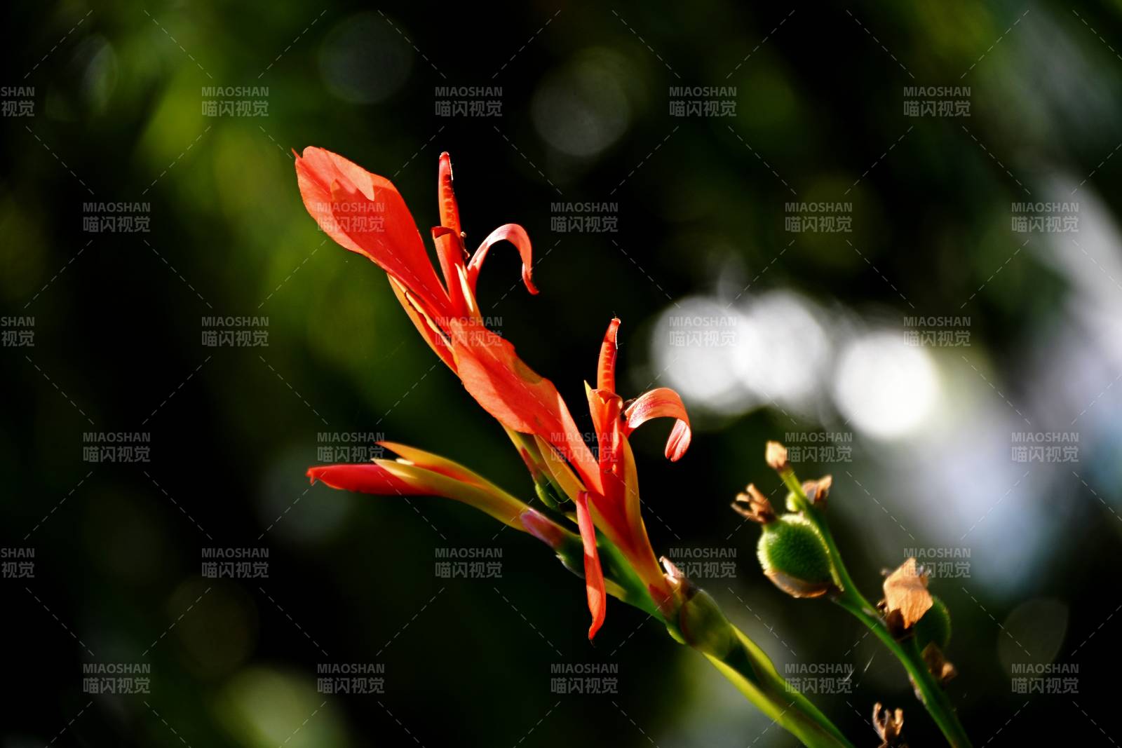 橙色鸢尾花绽放