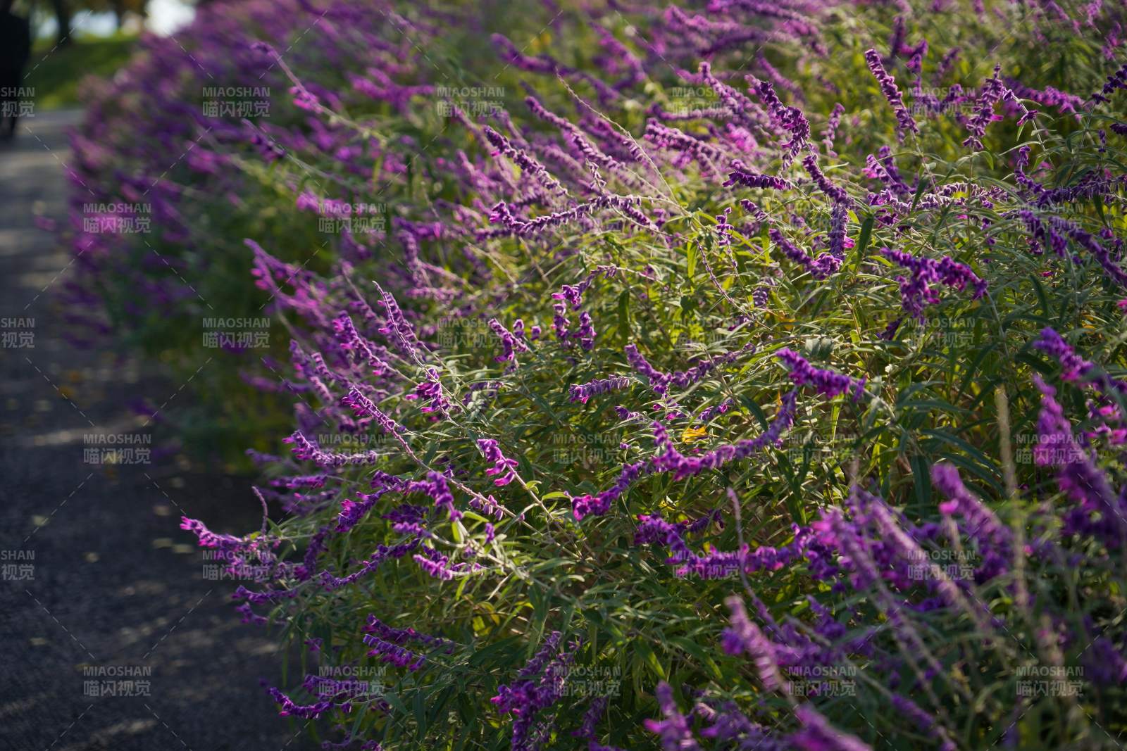 紫花盛开的花丛