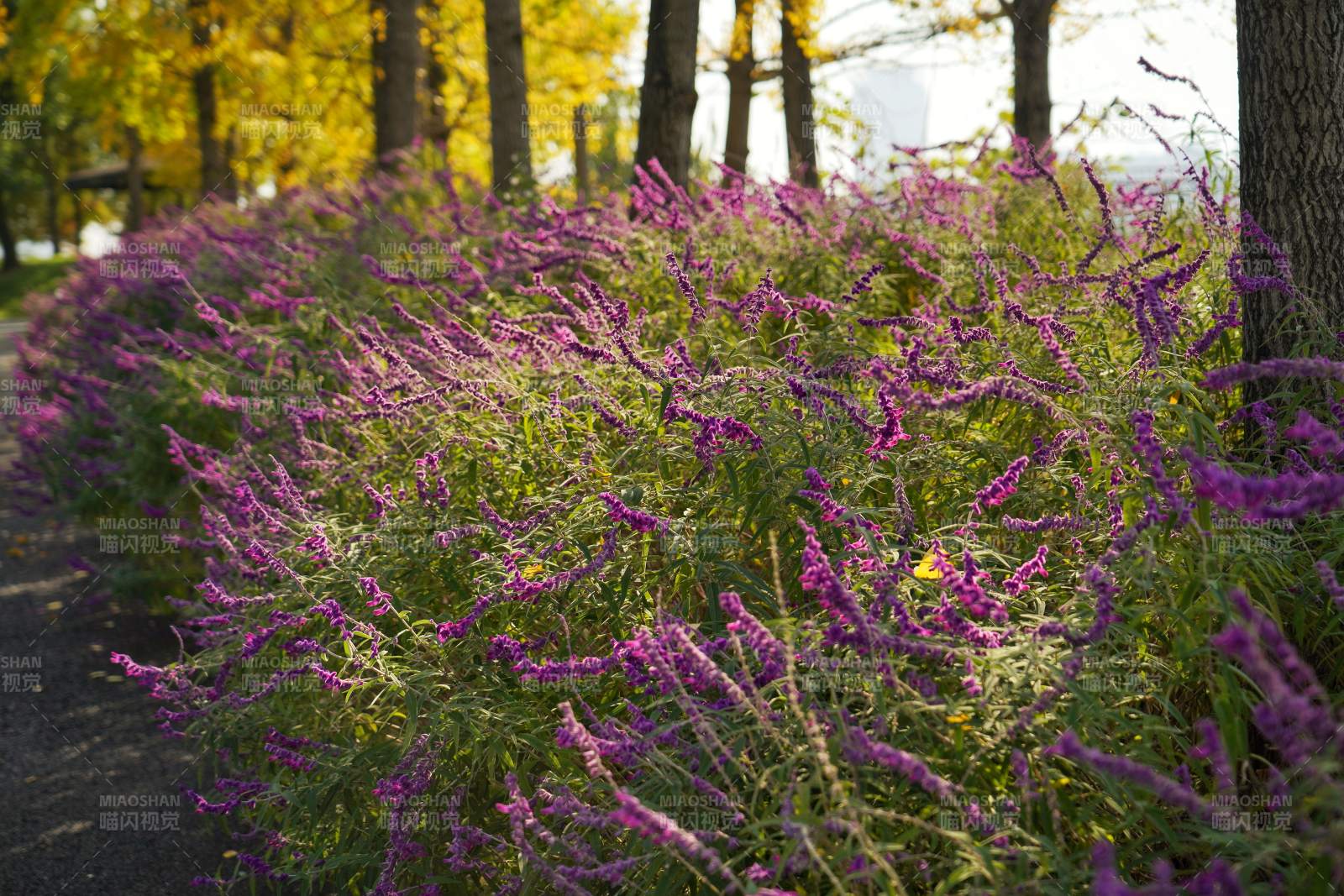 紫花绽放林间小径