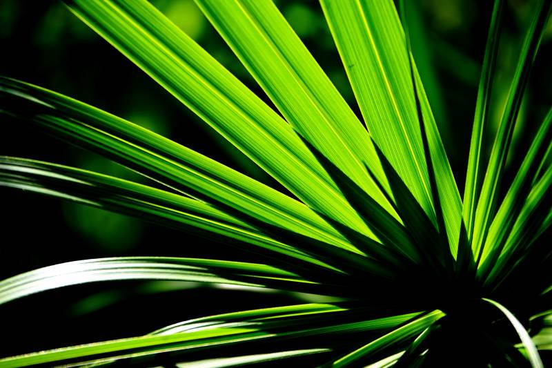 绿叶舒展生机盎然