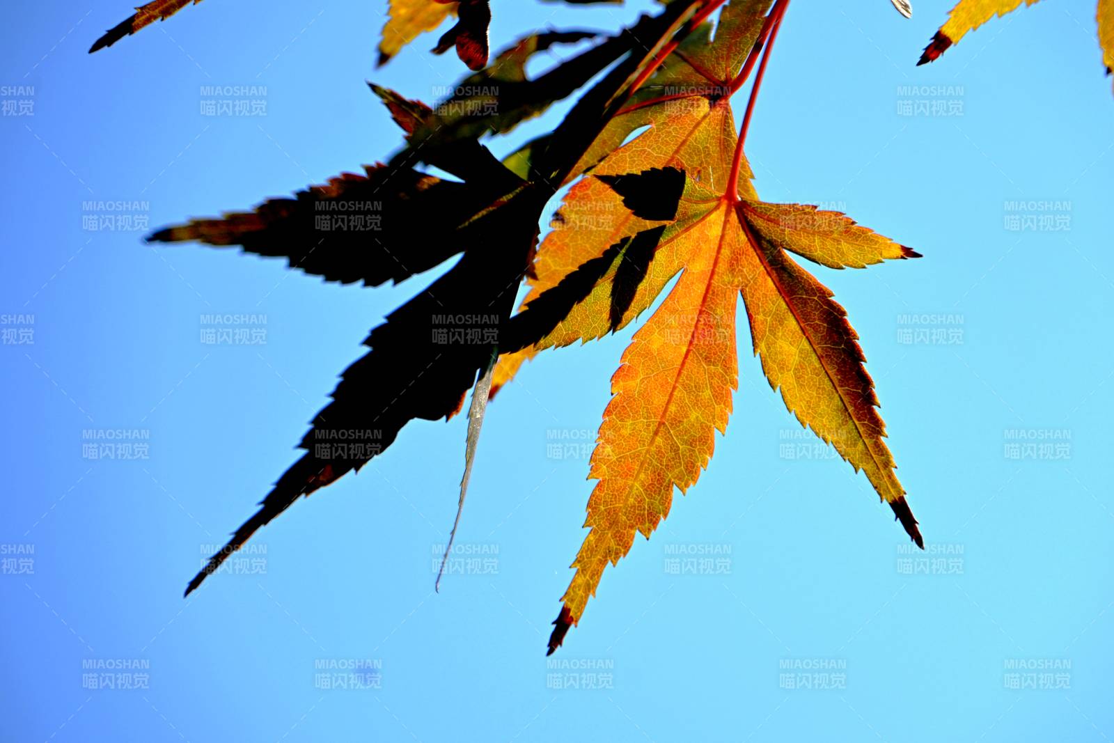 秋叶映蓝天