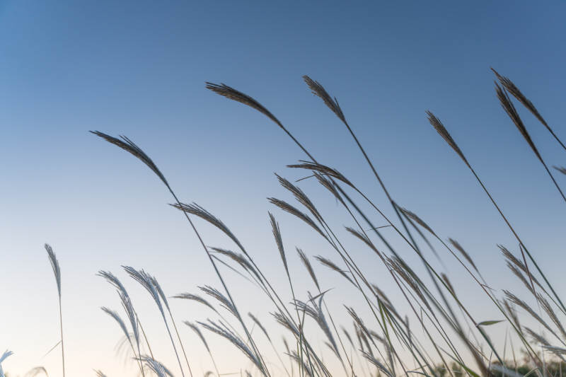 风中草穗迎蓝天