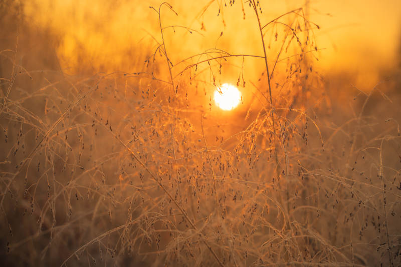 金秋日落草丛中