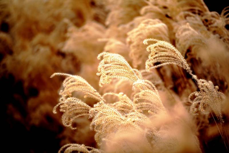 芦苇轻舞秋风中