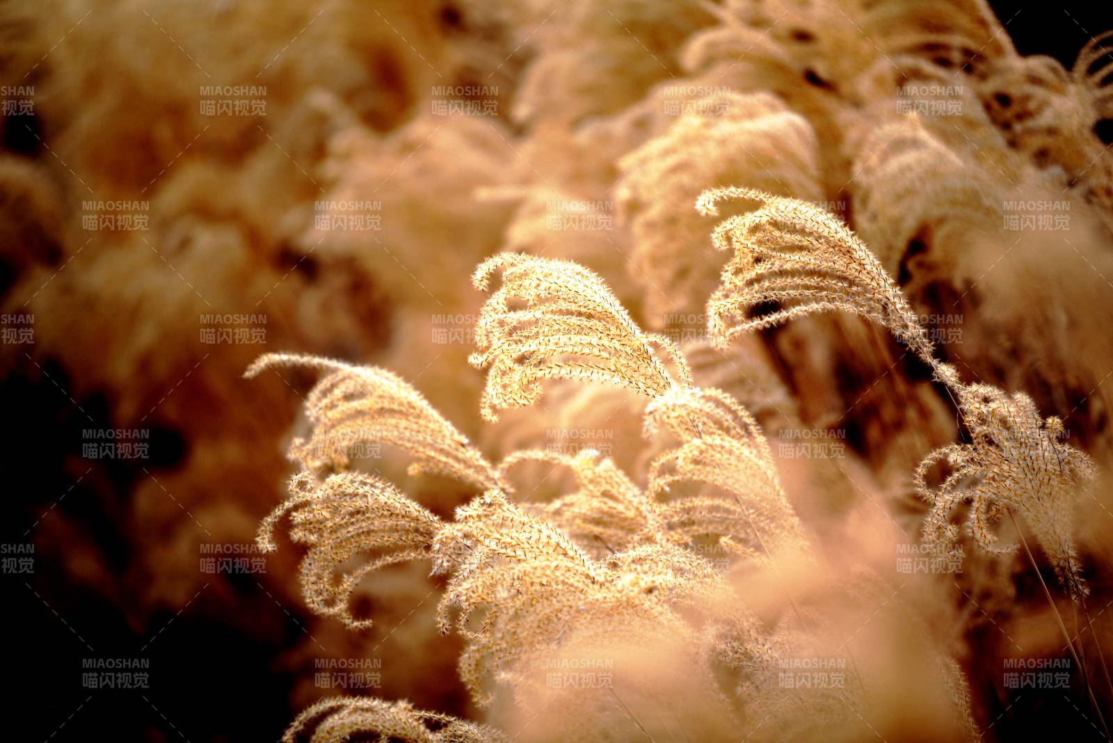 芦苇轻舞秋风中