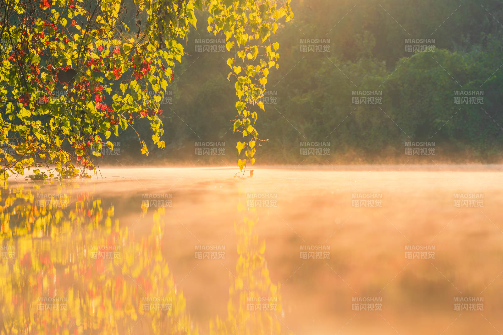 晨雾湖光秋色