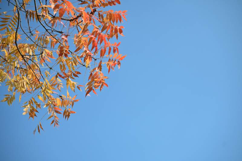 秋叶映蓝天
