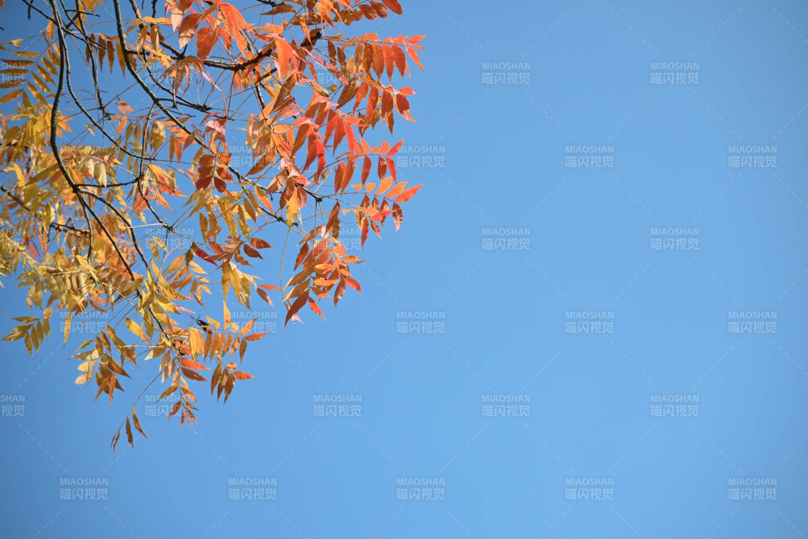 秋叶映蓝天