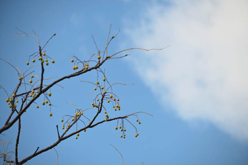 枝头黄果映蓝天