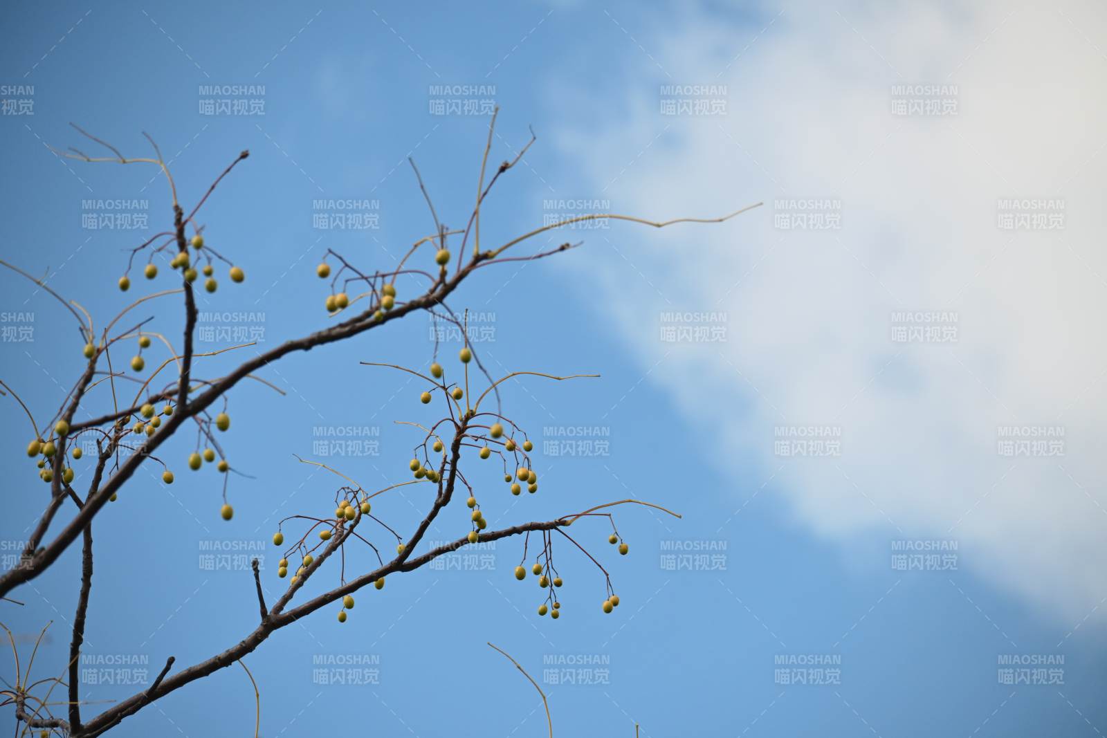 枝头黄果映蓝天
