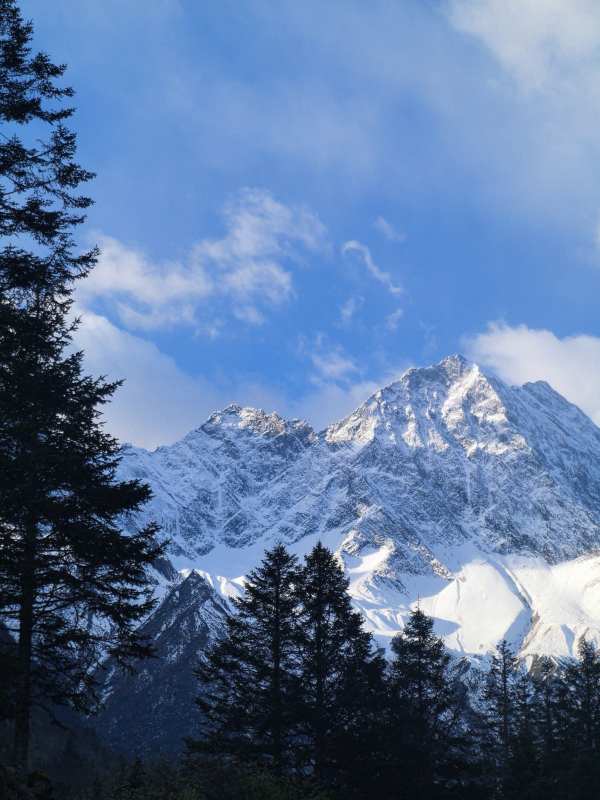 雪山巍峨 松林掩映