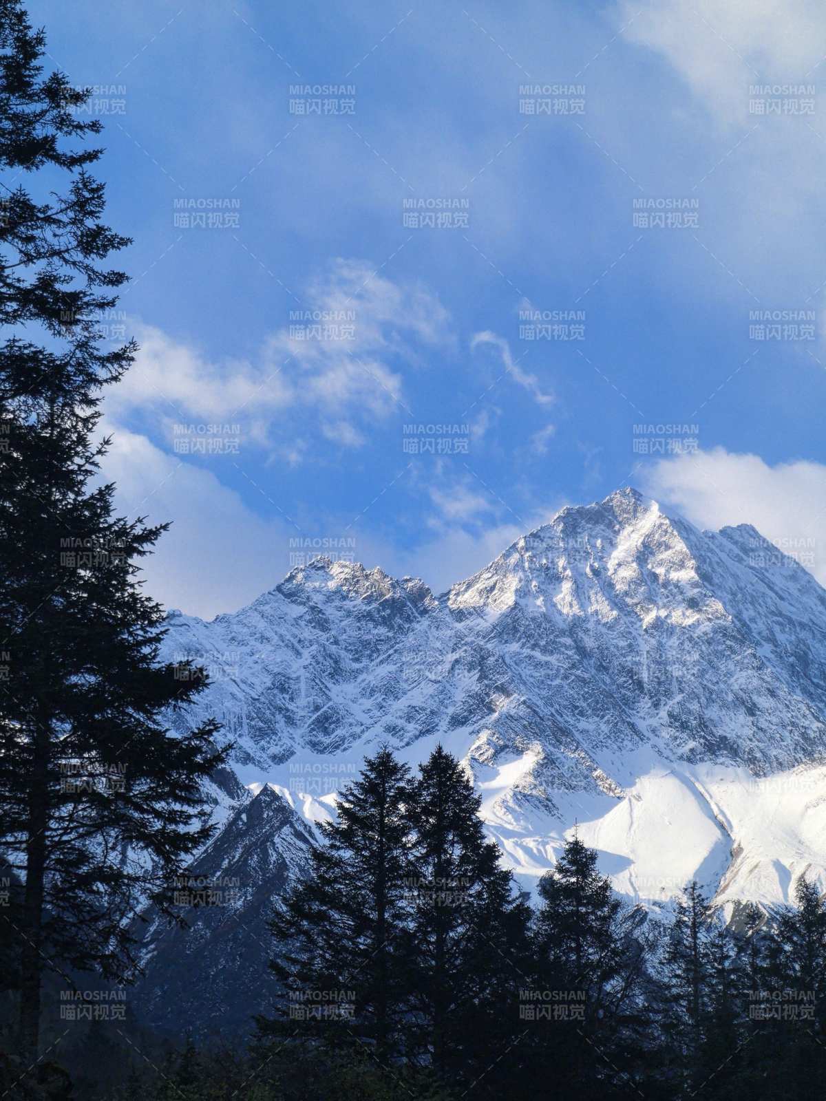 雪山巍峨 松林掩映