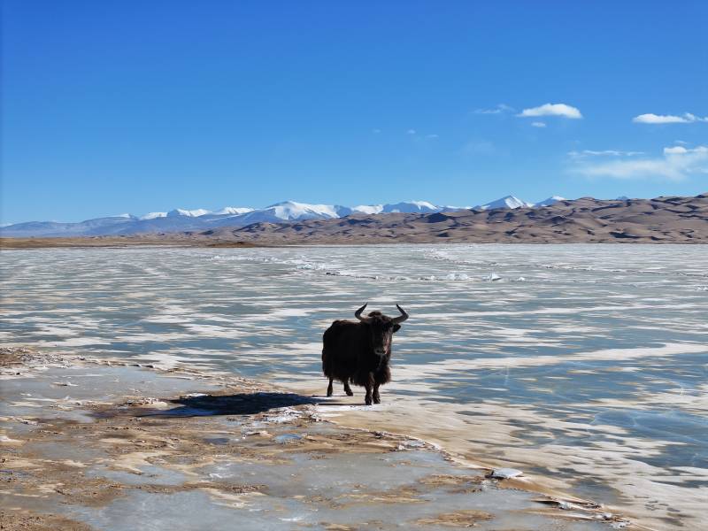 冬季西藏高原野牦牛静立湖畔
