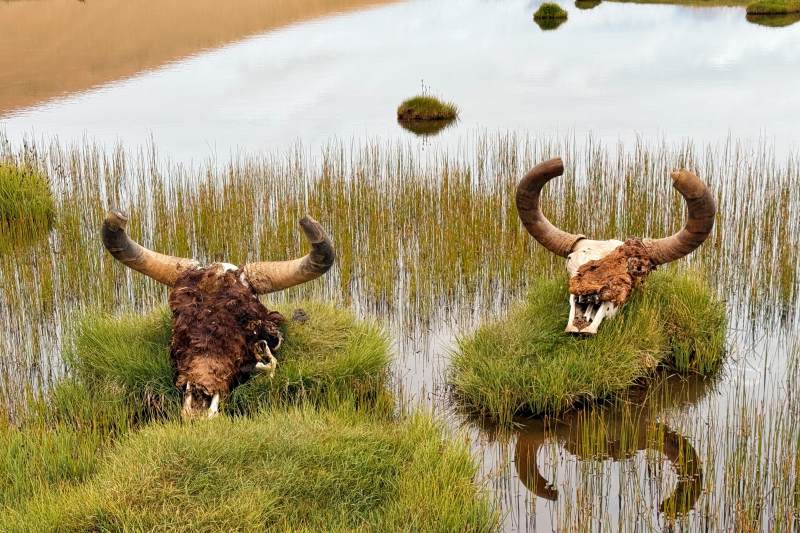 牛头浮水草丛中