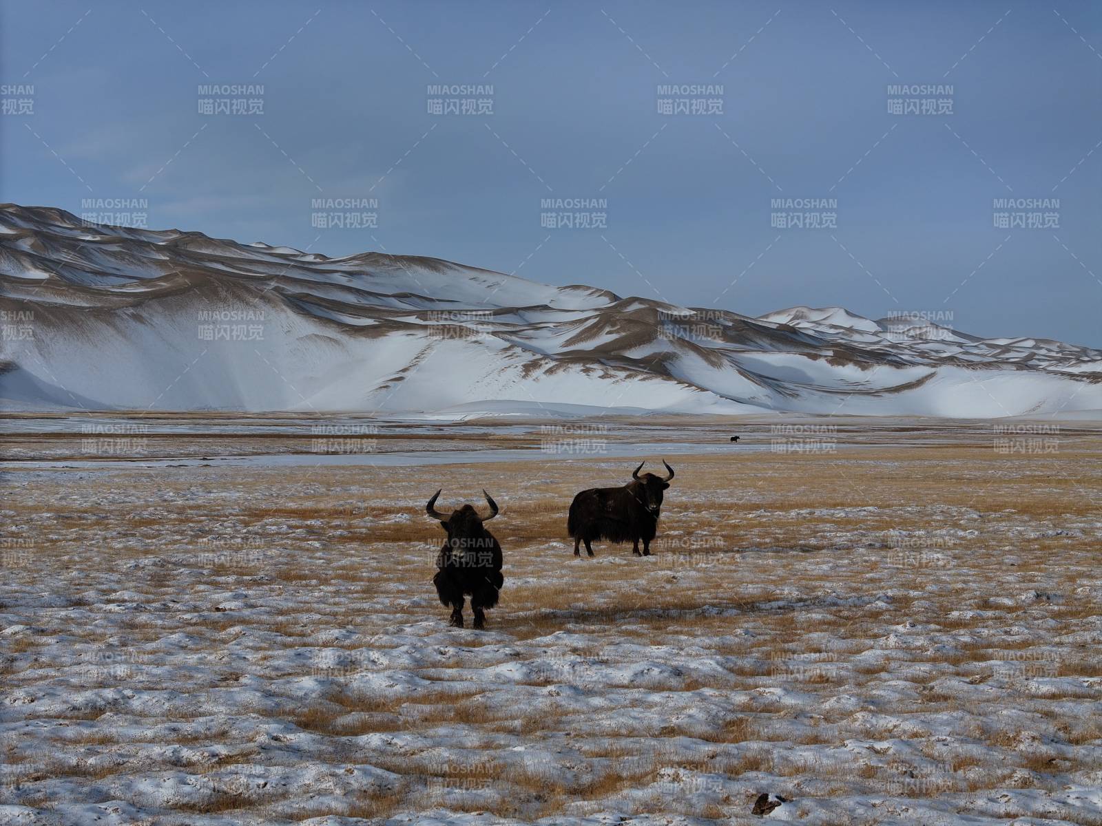 冬季西藏无人区野牦牛