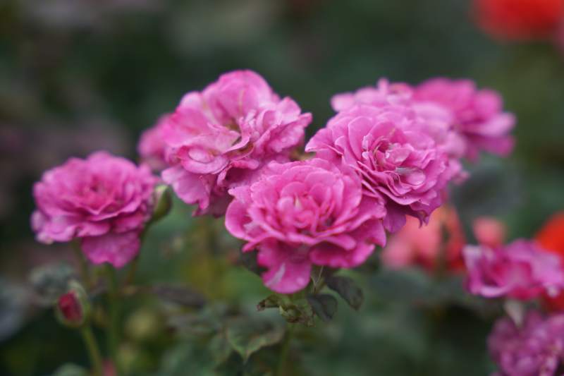 粉玫瑰绽放花园