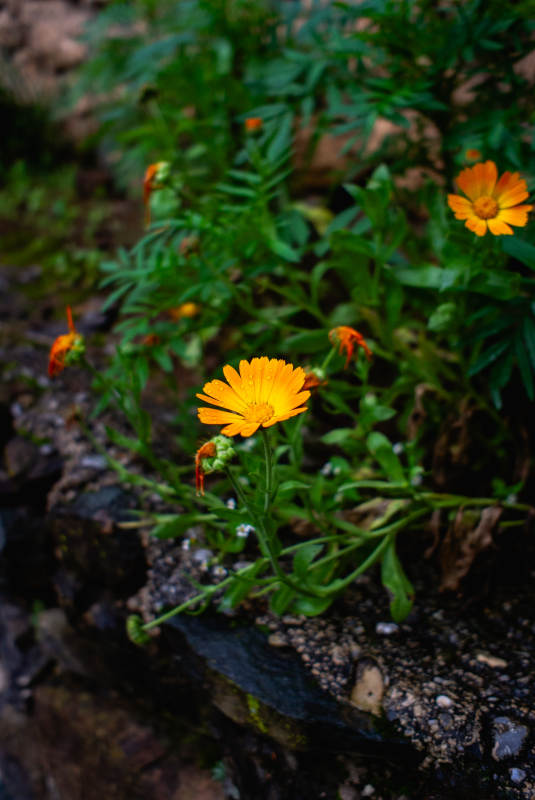 野菊绽放于石缝间