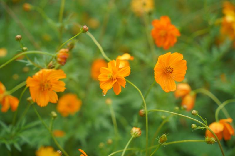 橙花绽放 生机盎然