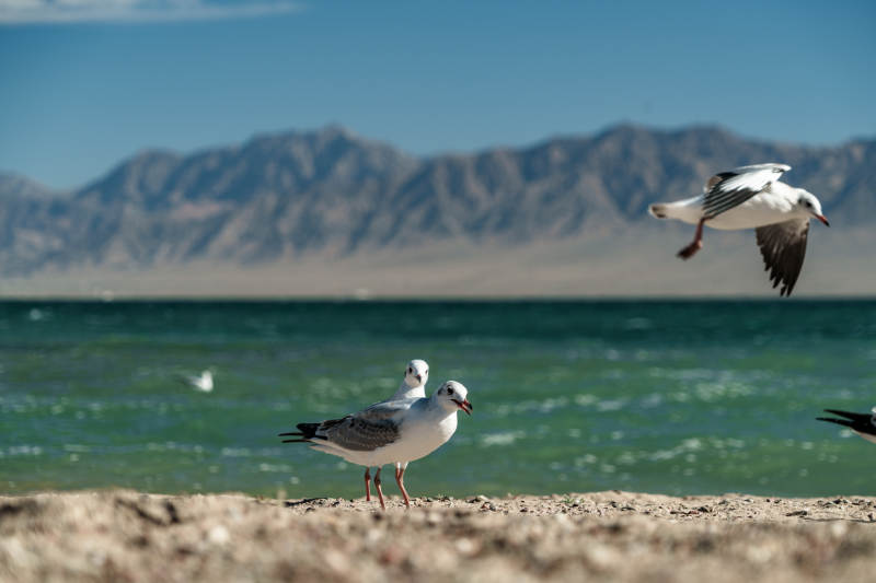 白色海鸥群在波光粼粼湖岸与雪山背景下休憩