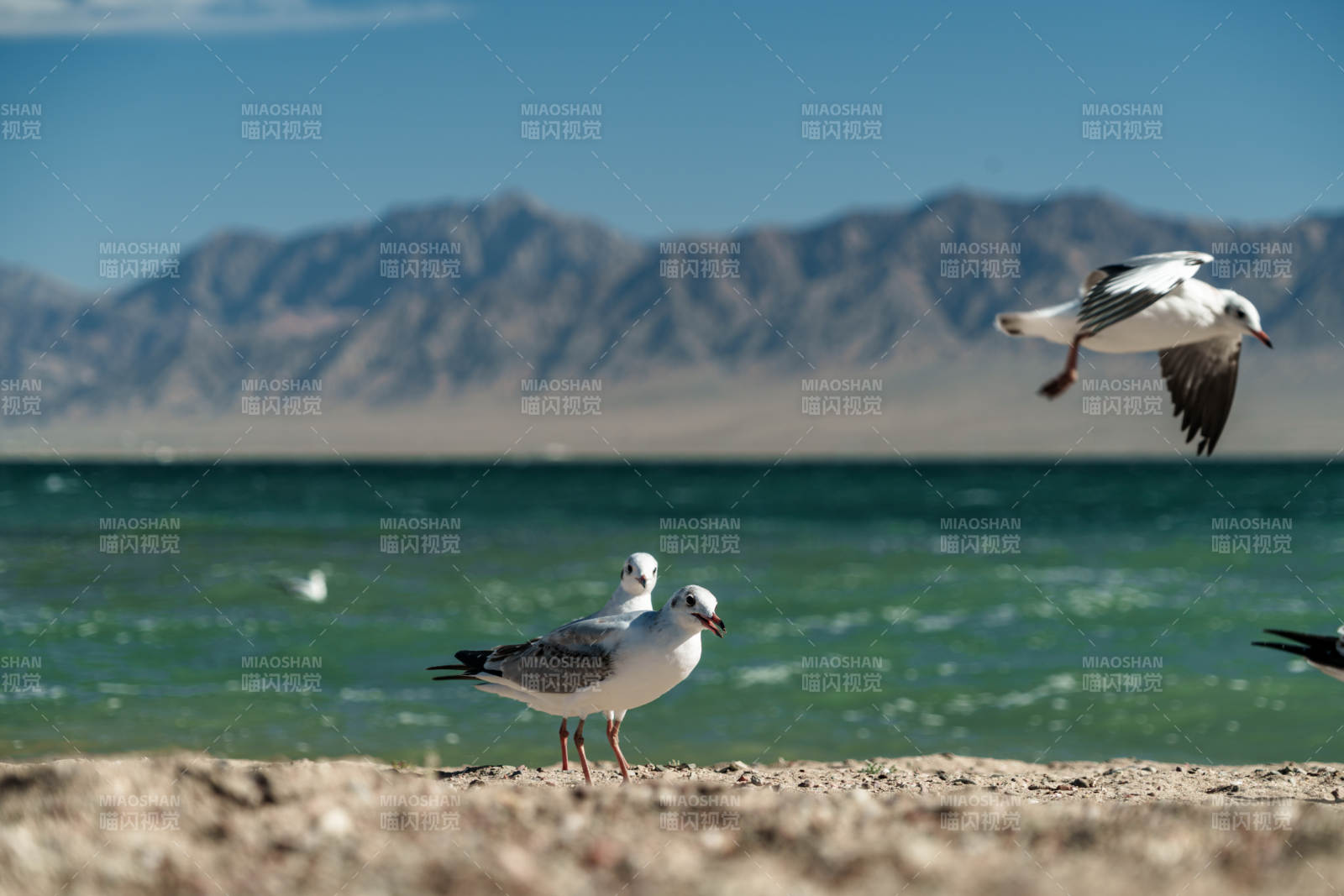 白色海鸥群在波光粼粼湖岸与雪山背景下休憩