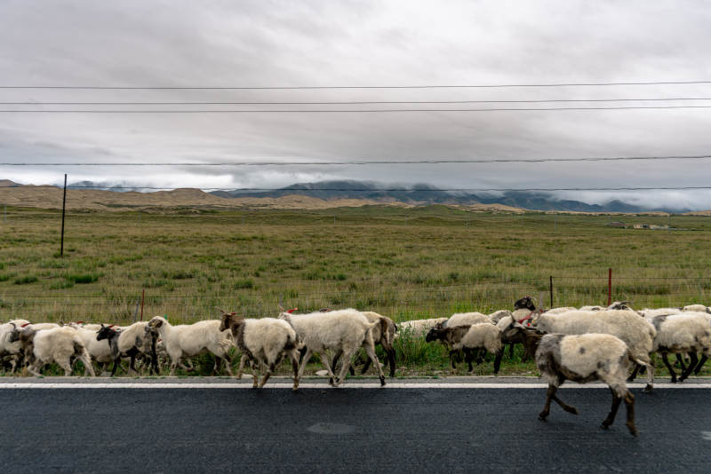 草原公路旁黑白花羊群悠然自得前行穿越迁徙