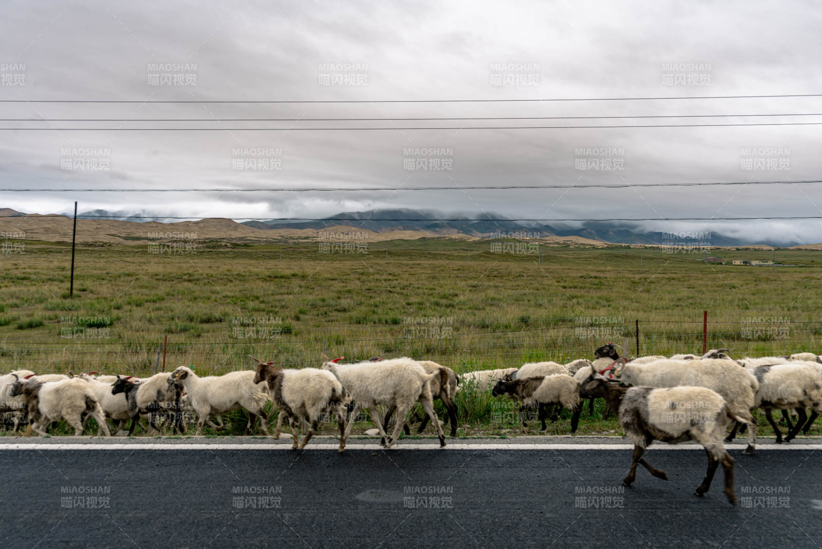 草原公路旁黑白花羊群悠然自得前行穿越迁徙