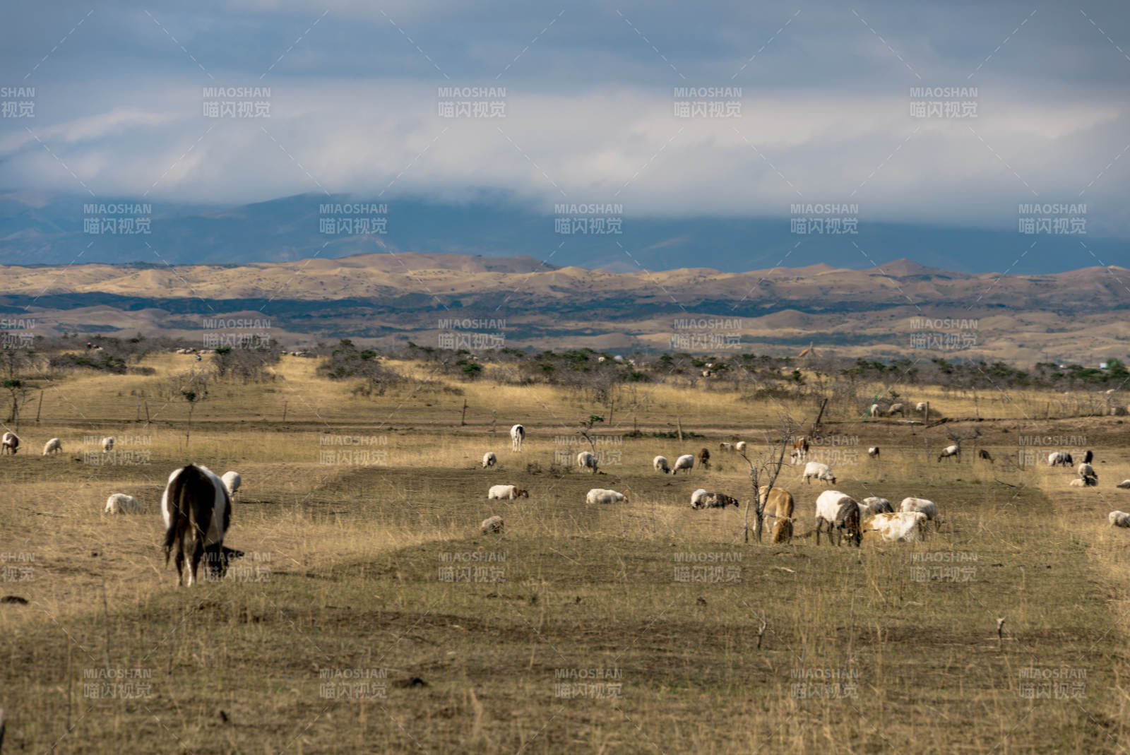 草原牧场中散布的牛羊在多变天气下悠然吃草