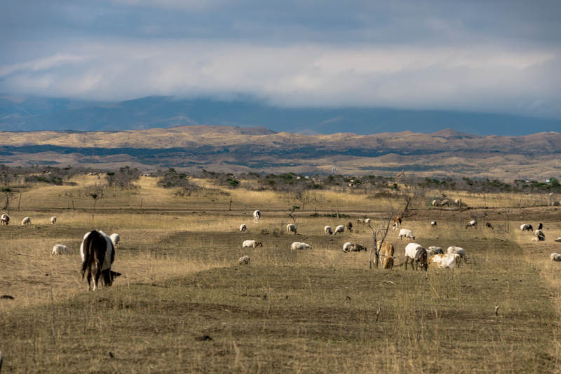 草原牧场中散布的牛羊在多变天气下悠然吃草