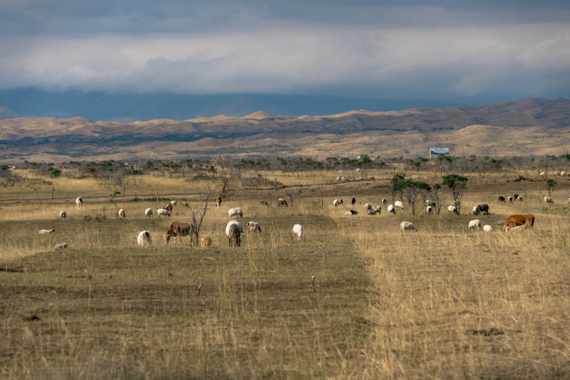 草原上成群牛羊在乌云密布天空安静吃草觅食