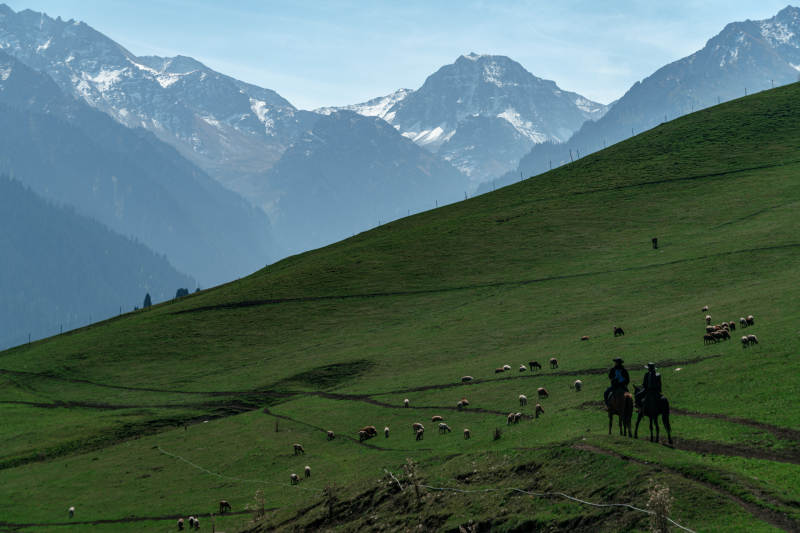 草原中牧民骑马放牧羊群雪山背景自然风景