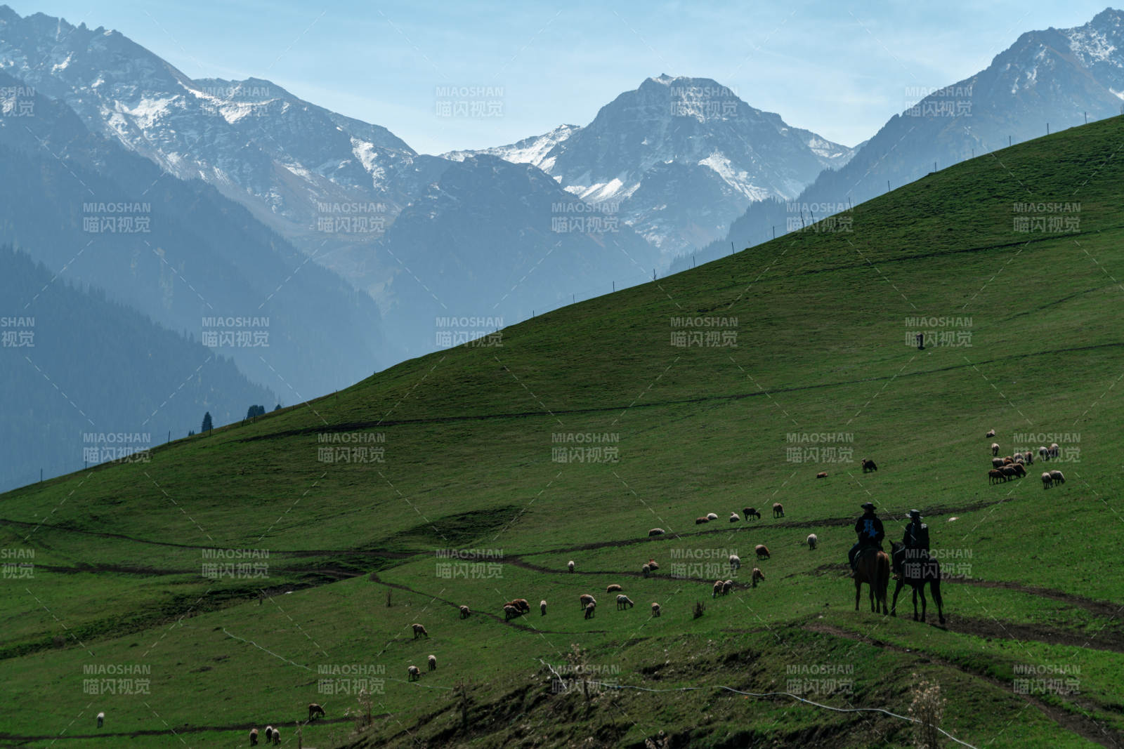 草原中牧民骑马放牧羊群雪山背景自然风景