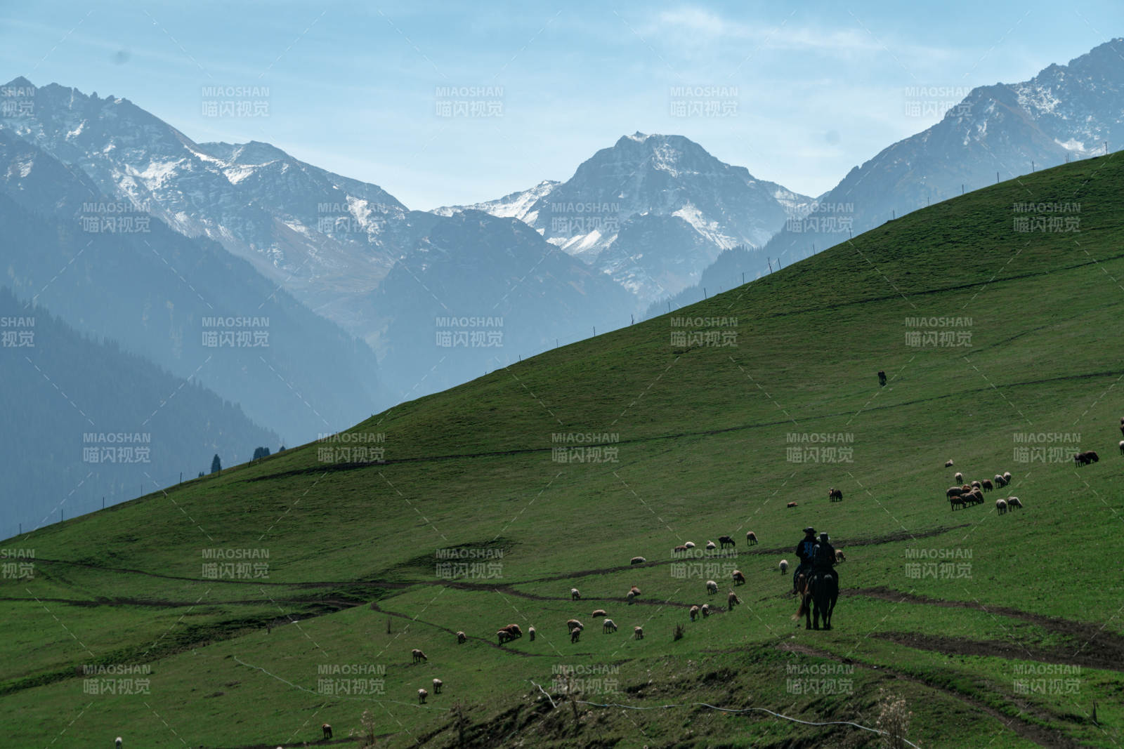 草原中牧民骑马放牧羊群雪山背景自然画卷