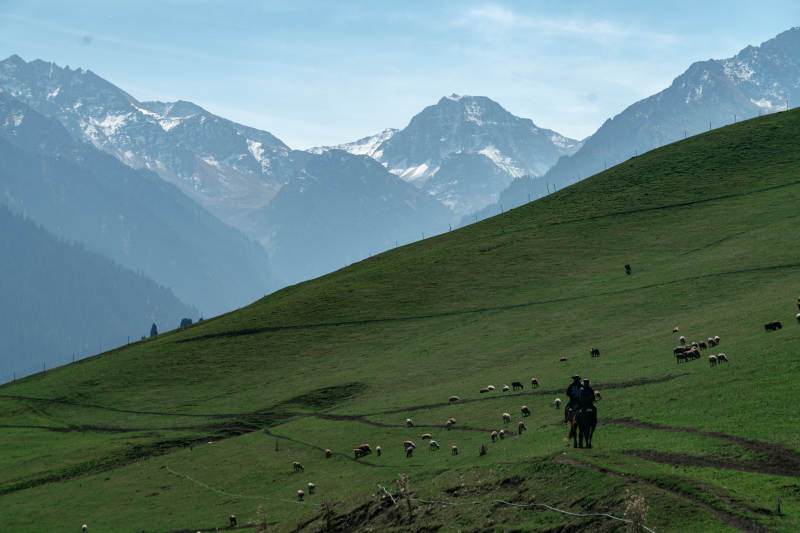 草原中牧民骑马放牧羊群雪山背景自然画卷
