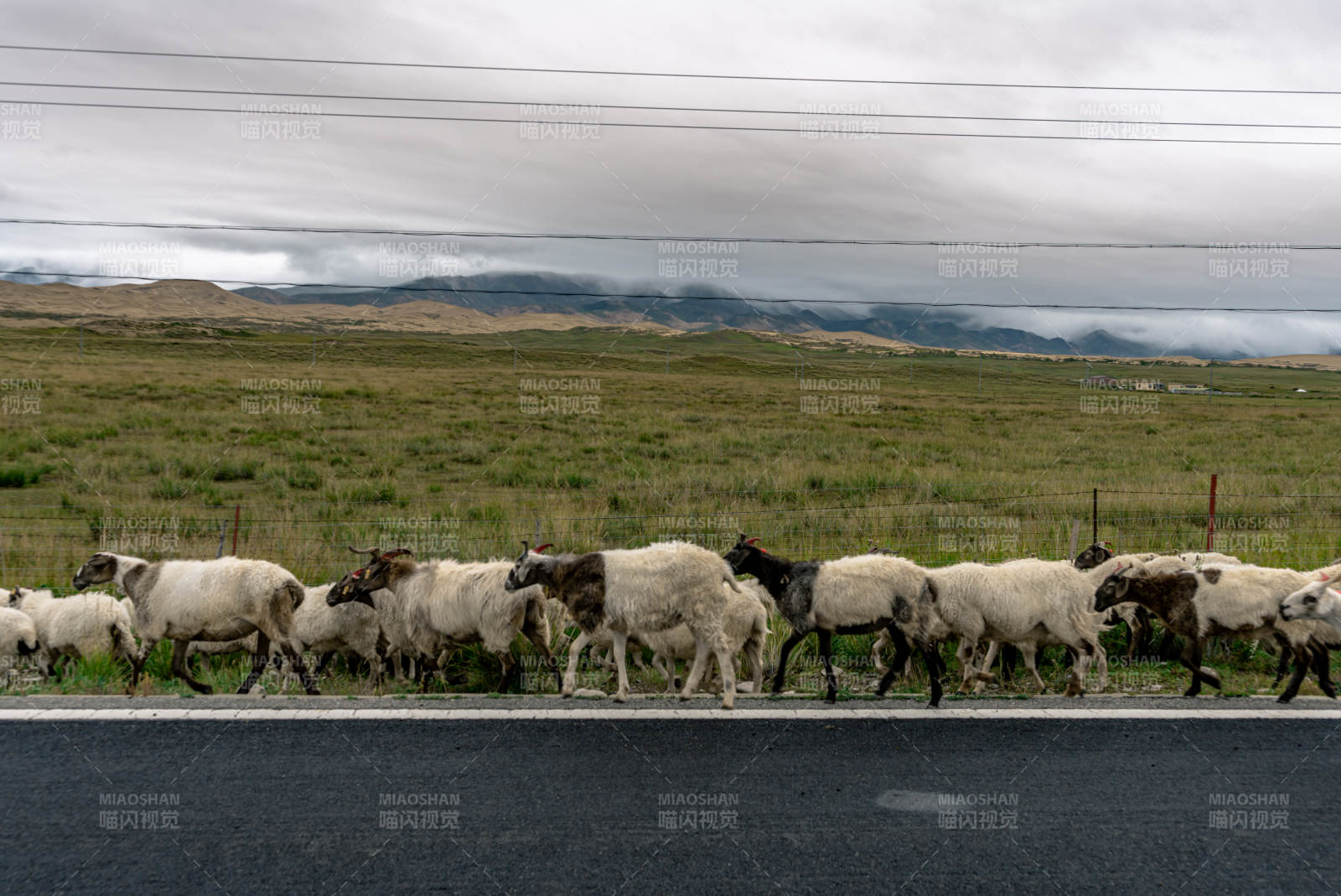成群绵羊在辽阔草原公路边的悠然迁徙行走