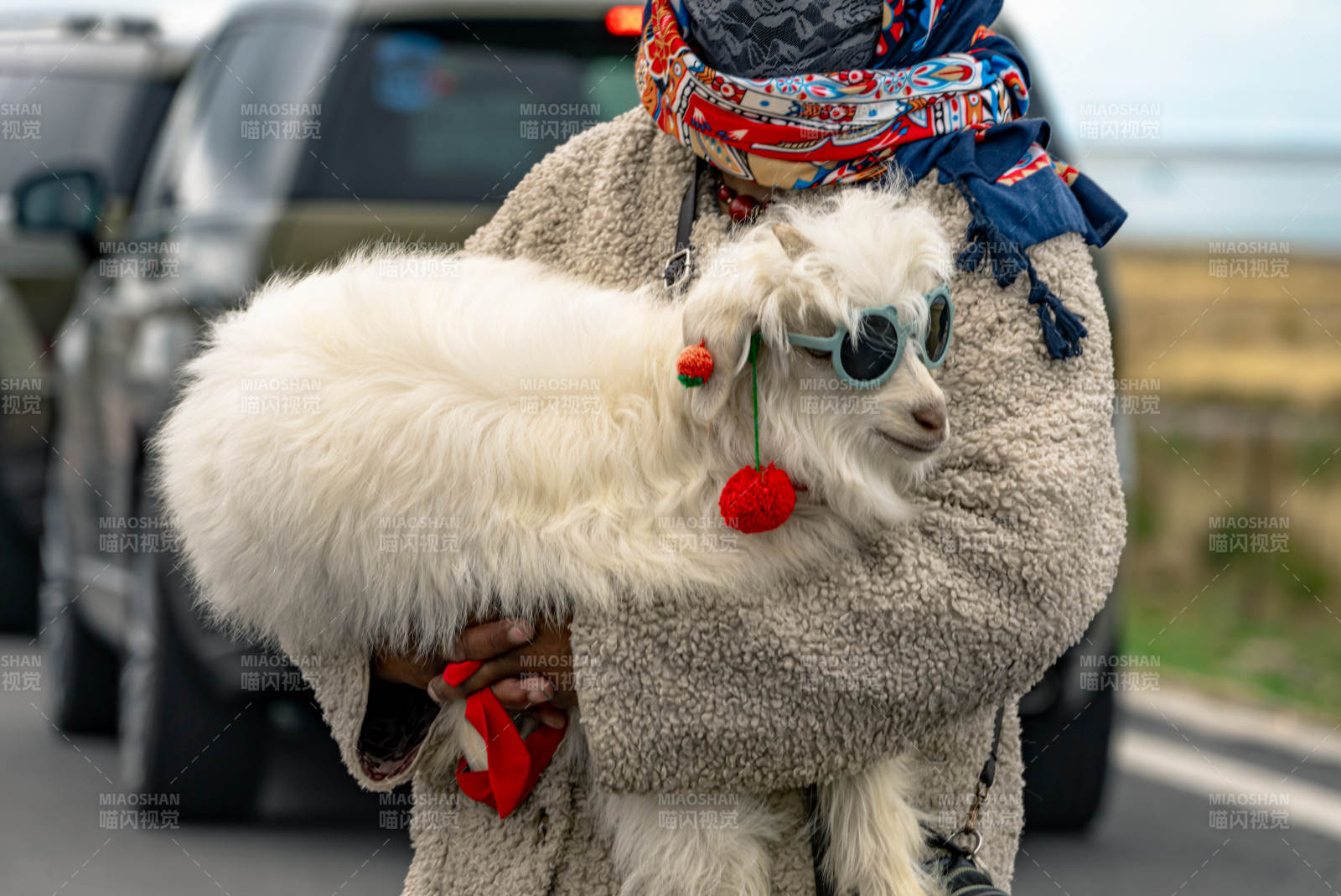 戴蓝色墨镜和红色耳饰的可爱小羊羔被人怀抱