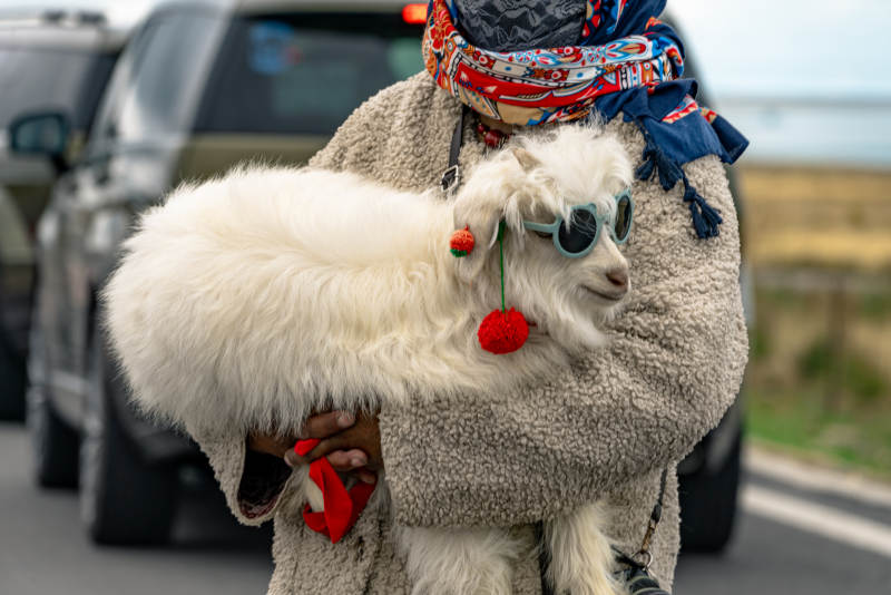戴蓝色墨镜和红色耳饰的可爱小羊羔被人怀抱