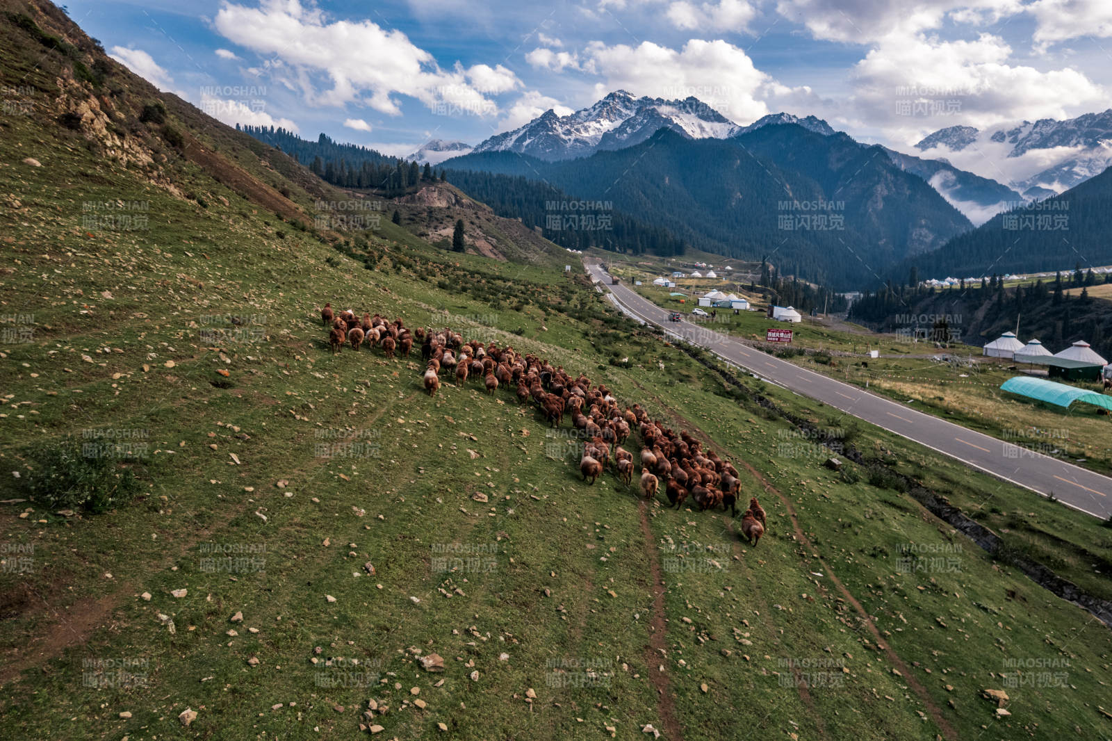 高原雪山草原羊群牛群迁徙奔跑自然保护区