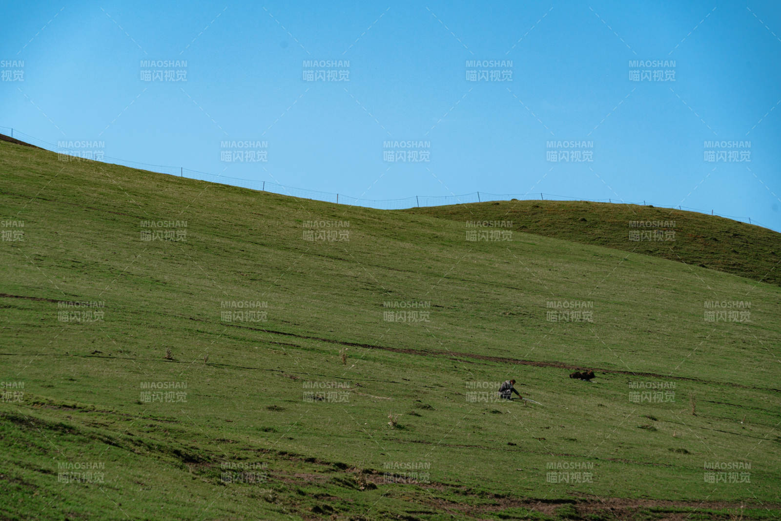 广袤绿草坡上孤独牧民劳作远山蓝天为背景