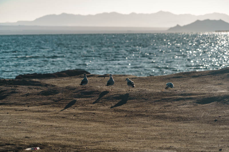 海鸥群聚湖边岩石休息山湖相映自然静谧场景