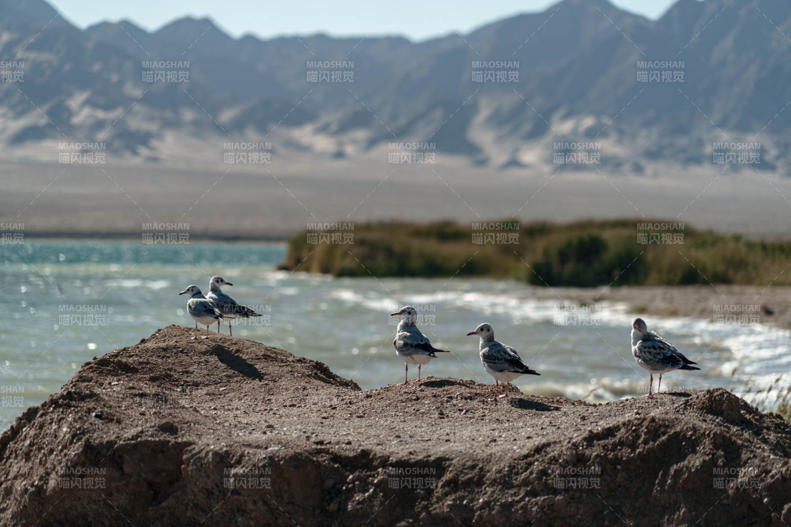 湖边岩石上休憩的数只海鸥远山湖泊自然风景