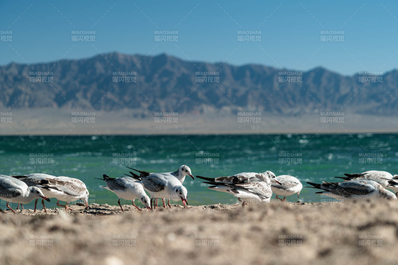湖畔群鸥伫立金色沙滩与蓝天山脉构成画卷
