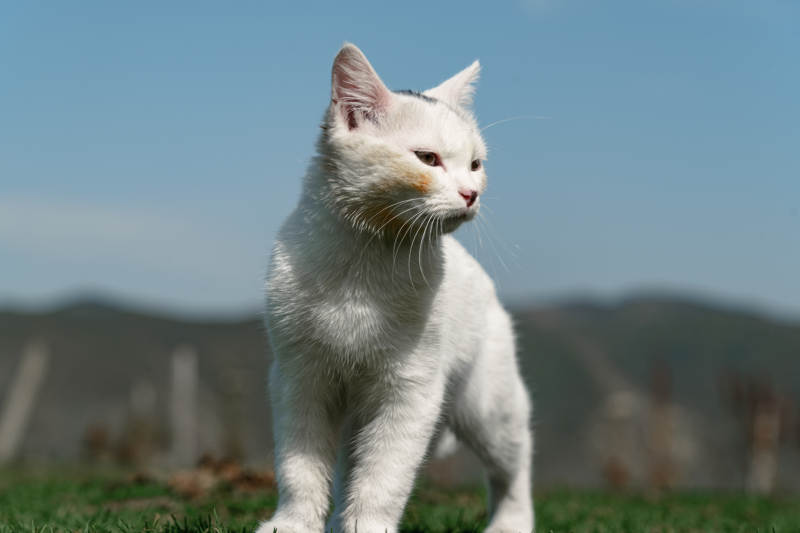 蓝天白云下野生白色小猫站在草地侧头看远方