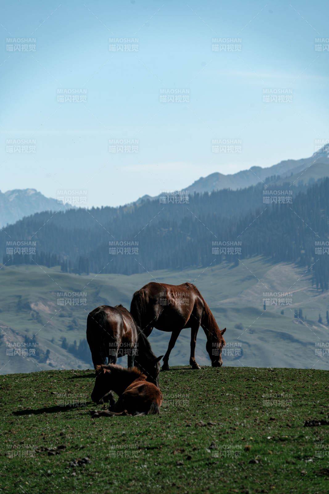 辽阔草原两匹骏马在蓝天白云下悠然低头吃草